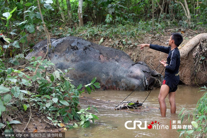 Xác voi rừng đang trong thời kì phân hủy