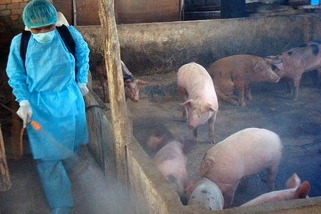 Nhà nước hỗ trợ người chăn nuôi, hộ chăn nuôi nông hộ có lợn buộc phải tiêu hủy do bệnh Dịch tả lợn Châu Phi mức 30.000 đồng/kg lợn hơi. Ảnh minh họa: baochinhphu.vn