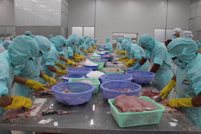 Nông dân và doanh nghiệp sản xuất cá da trơn Việt Nam cũng từng là nạn nhân của thủ đoạn "chống phá giá", ảnh: Báo Tuổi trẻ. Nông dân và doanh nghiệp sản xuất cá da trơn Việt Nam cũng từng là nạn nhân của thủ đoạn "chống phá giá", ảnh: Báo Tuổi trẻ.