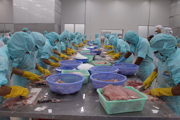 Nông dân và doanh nghiệp sản xuất cá da trơn Việt Nam cũng từng là nạn nhân của thủ đoạn "chống phá giá", ảnh: Báo Tuổi trẻ.