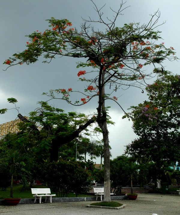 Bỗng trời âm u...