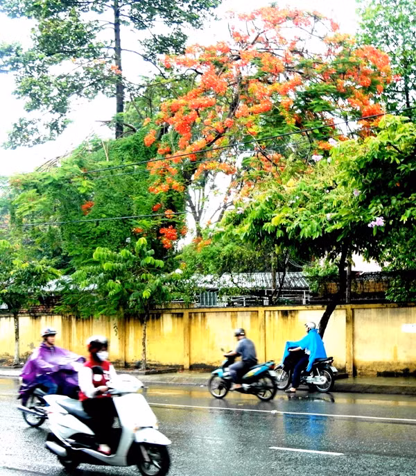 Hoa phượng vĩ báo hiệu mùa hè, khoe sắc đỏ rực dưới cơn mưa chiều. Phố phường vẫn không ngớt xe cộ...
