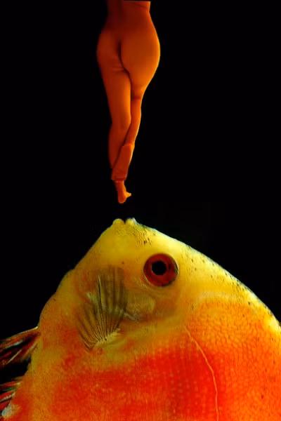 Tác phẩm Mồi và cá của Huỳnh Ngọc Dân