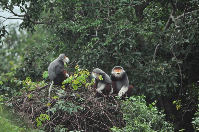 Hiện nay có khoảng 300 cá thể chà vá chân nâu, hơn 985 loài thực vật và gần 378 loài động vật sinh sống trên rừng ở bán đảo Sơn Trà. Hiện nay có khoảng 300 cá thể chà vá chân nâu, hơn 985 loài thực vật và gần 378 loài động vật sinh sống trên rừng ở bán đảo Sơn Trà.