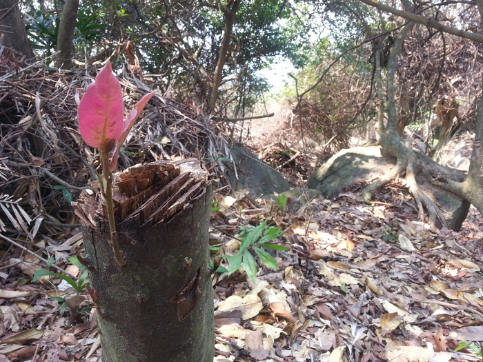 Rừng trên bán đảo Sơn Trà bị phá trong hơn một tháng trời mà lực lượng kiểm lâm không hề hay biết? Hai sếp kiểm lâm Hạt Kiểm lâm liên quận Sơn Trà - Ngũ Hành Sơn đã bị cách chức. Ảnh: Thùy Linh Rừng trên bán đảo Sơn Trà bị phá trong hơn một tháng trời mà lực lượng kiểm lâm không hề hay biết? Hai sếp kiểm lâm Hạt Kiểm lâm liên quận Sơn Trà - Ngũ Hành Sơn đã bị cách chức. Ảnh: Thùy Linh