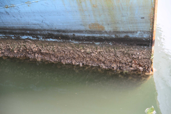 ...phía dưới thân tàu chạm nước có lớp hà bám chặt.