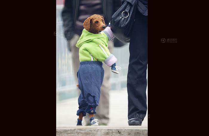 Một chú chó ở huyện Nam Bình, Phúc Kiến được chủ cưng chiều, với đủ quần, áo, giày thời trang dạo phố Một chú chó ở huyện Nam Bình, Phúc Kiến được chủ cưng chiều, với đủ quần, áo, giày thời trang dạo phố
