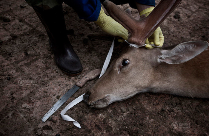 Ngày 28/7, một chủ trại nuôi hươu tại Liêu Nguyên, Cát Lâm cắt nhung hươu. Cùng với nhân sâm, da báo, nhung hươu là một loại sản vật và dược liệu quý, nhưng ngày nay chủ yếu được khai thác từ những con hươu nuôi trong trang trại. Ngày 28/7, một chủ trại nuôi hươu tại Liêu Nguyên, Cát Lâm cắt nhung hươu. Cùng với nhân sâm, da báo, nhung hươu là một loại sản vật và dược liệu quý, nhưng ngày nay chủ yếu được khai thác từ những con hươu nuôi trong trang trại.