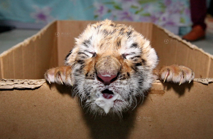 Một chú hổ Đông Bắc mới sinh tại Thẩm Dương hôm 29/5 bị mẹ bỏ rơi được các nhân viên sở thú dùng sữa bò cho uống Một chú hổ Đông Bắc mới sinh tại Thẩm Dương hôm 29/5 bị mẹ bỏ rơi được các nhân viên sở thú dùng sữa bò cho uống