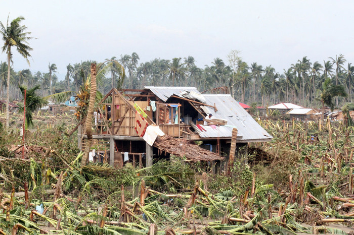 Cánh đồng chuối tan hoang sau bão Cánh đồng chuối tan hoang sau bão