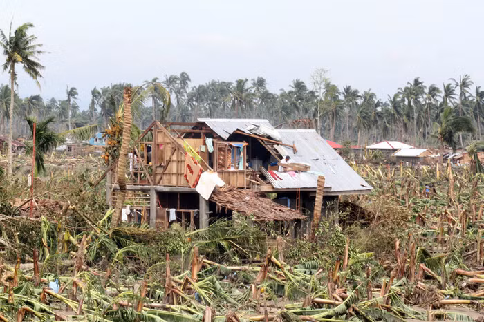 Cánh đồng chuối tan hoang sau bão