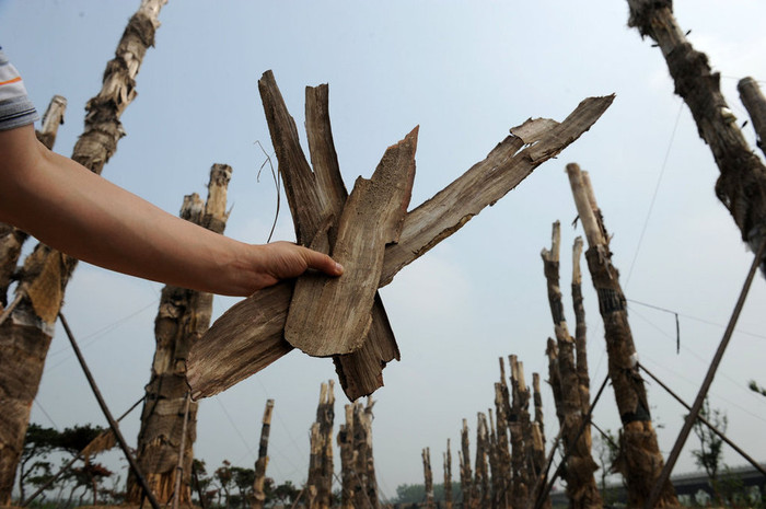 Chỉ sau vài tháng sống nơi "đất khách quê người", những gốc bằng lăng đã trải qua cả trăm năm phong ba bão táp nay đều khô héo mà chết Chỉ sau vài tháng sống nơi "đất khách quê người", những gốc bằng lăng đã trải qua cả trăm năm phong ba bão táp nay đều khô héo mà chết