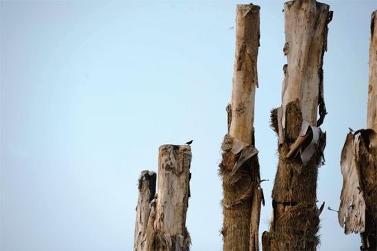 Thân xác khô mòn Thân xác khô mòn