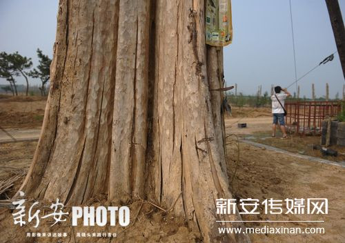 Một gốc bằng lăng 2 người ôm không xuể Một gốc bằng lăng 2 người ôm không xuể