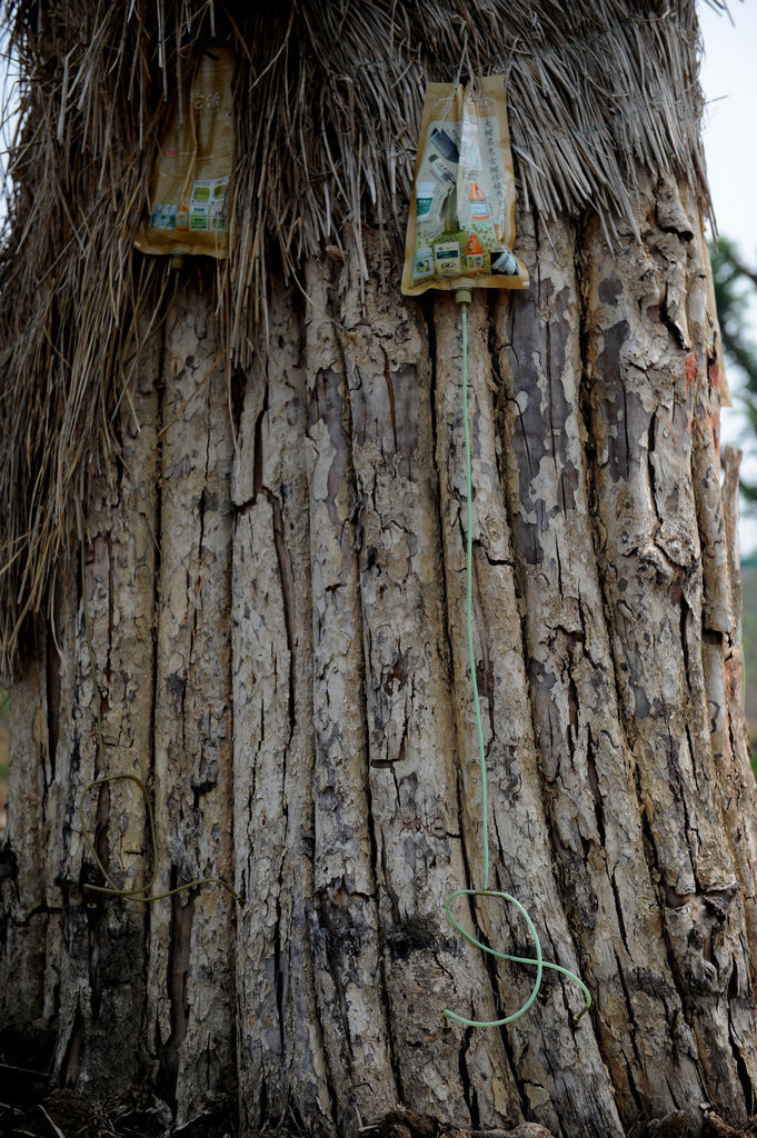 Mặc dù tìm đủ mọi cách cứu chữa, những gốc bằng lăng vẫn khô héo từng ngày Mặc dù tìm đủ mọi cách cứu chữa, những gốc bằng lăng vẫn khô héo từng ngày