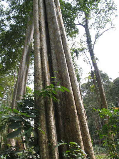 Cây săng lẻ, một loài bằng lăng cổ thụ sống trong rừng nguyên sinh Cây săng lẻ, một loài bằng lăng cổ thụ sống trong rừng nguyên sinh