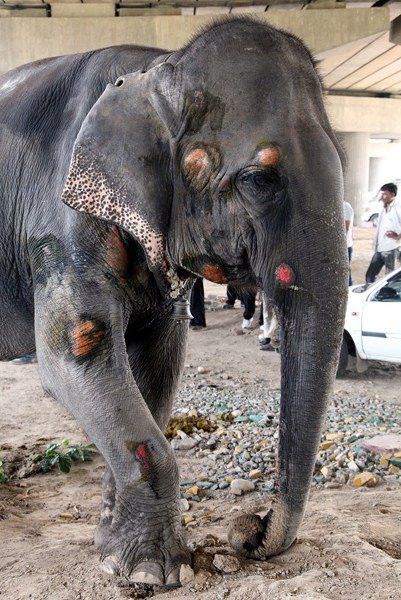 Con voi còn lại may mắn thoát chết nhưng cũng biêu đầu mẻ trán