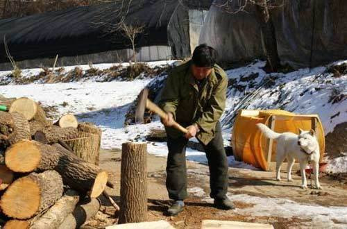 Đun củi vẫn là sự lựa chọn tiết kiệm của nhiều người dân Đun củi vẫn là sự lựa chọn tiết kiệm của nhiều người dân