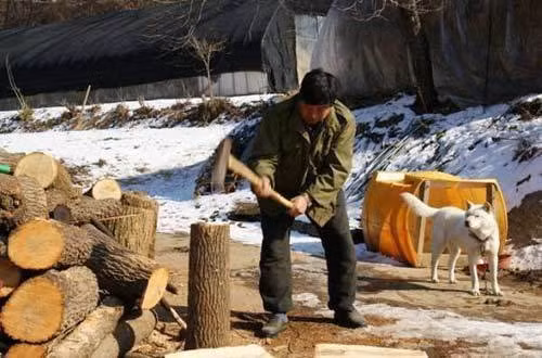 Đun củi vẫn là sự lựa chọn tiết kiệm của nhiều người dân