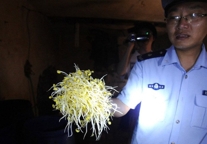 Những mầm giá trắng nõn và mập mạp do ngâm tẩm hóa chất độc hại