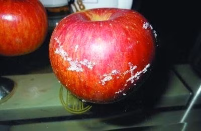 Những quả táo phủ sáp nến công nghiệp như thế này có thể bảo quản nửa năm không thối Những quả táo phủ sáp nến công nghiệp như thế này có thể bảo quản nửa năm không thối