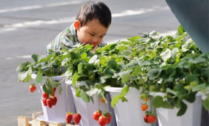 Người tiêu dùng thế giới trong đó có Việt Nam, hy vọng được dùng hoa quả sạch của Trung Quốc. Ảnh: Bloomberg. Người tiêu dùng thế giới trong đó có Việt Nam, hy vọng được dùng hoa quả sạch của Trung Quốc. Ảnh: Bloomberg.