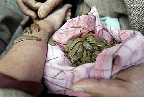 Thương lái Trung Quốc thường tìm mua những thứ lạ đời, ảnh: Phuninh.gov.vn. Thương lái Trung Quốc thường tìm mua những thứ lạ đời, ảnh: Phuninh.gov.vn.