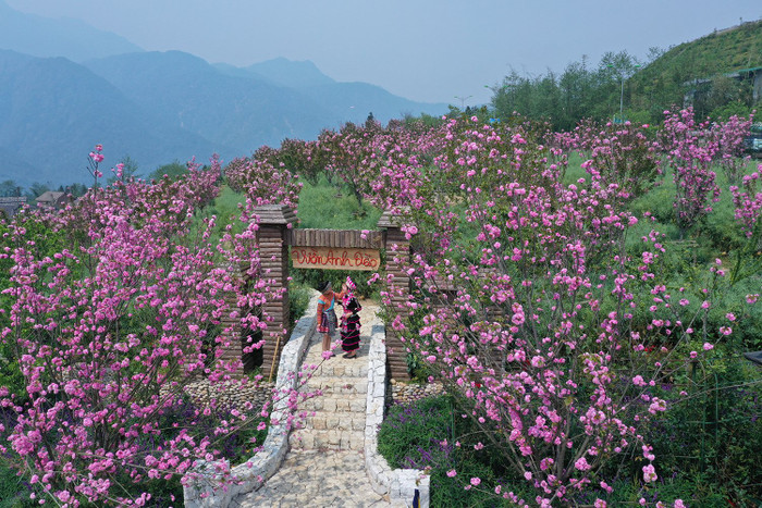 Vườn anh đào.jpg