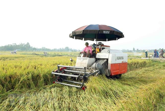 Nâng cao khả năng và quyền tiếp cận của người dân đối với lương thực, thực phẩm an toàn, đảm bảo dinh dưỡng. Ảnh minh họa: Vietnamplus Nâng cao khả năng và quyền tiếp cận của người dân đối với lương thực, thực phẩm an toàn, đảm bảo dinh dưỡng. Ảnh minh họa: Vietnamplus