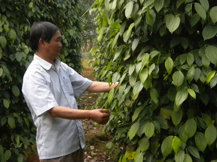 Ông Nguyễn Văn Cảnh bên vườn tiêu xanh ngắt. Ảnh L.Chung Ông Nguyễn Văn Cảnh bên vườn tiêu xanh ngắt. Ảnh L.Chung