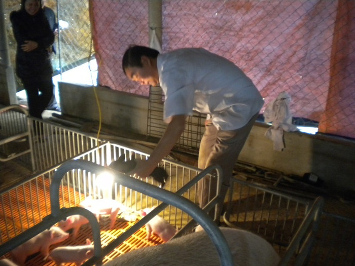 Ông Nguyễn Văn Cảnh kiểm tra đàn lợn mới sinh. Ảnh L.Chung Ông Nguyễn Văn Cảnh kiểm tra đàn lợn mới sinh. Ảnh L.Chung