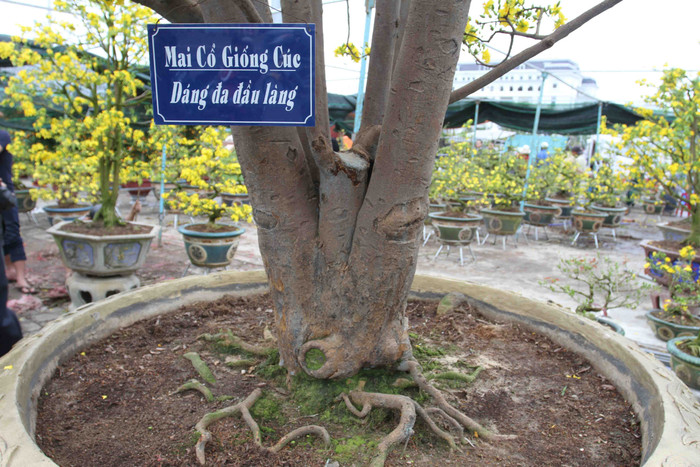 Gốc cây rất to và có rễ trồi lên trên chậu... Gốc cây rất to và có rễ trồi lên trên chậu...