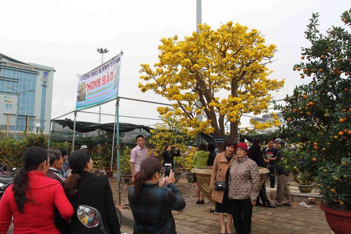 Nhiều người không bỏ lỡ cơ hội để chụp ảnh lưu niệm bên cây mai 100 năm tuổi này... Nhiều người không bỏ lỡ cơ hội để chụp ảnh lưu niệm bên cây mai 100 năm tuổi này...