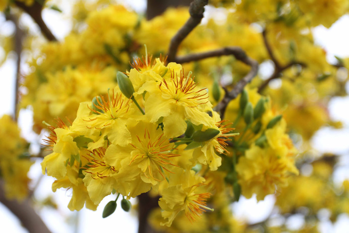 Anh Phong cho biết, sau khi biết tin, đã có nhiều đại gia gọi điện hỏi mua. Một số đại gia đã trả cây mai cổ này giá 1,4 tỷ đồng. Tuy nhiên, anh Phong cho rằng "chưa được giá" nên vẫn chưa bán. Đến chiều 4/2, cây mai cổ này vẫn khoe sắc ở Quảng trường 2 tháng 9. Anh Phong cho biết, sau khi biết tin, đã có nhiều đại gia gọi điện hỏi mua. Một số đại gia đã trả cây mai cổ này giá 1,4 tỷ đồng. Tuy nhiên, anh Phong cho rằng "chưa được giá" nên vẫn chưa bán. Đến chiều 4/2, cây mai cổ này vẫn khoe sắc ở Quảng trường 2 tháng 9.