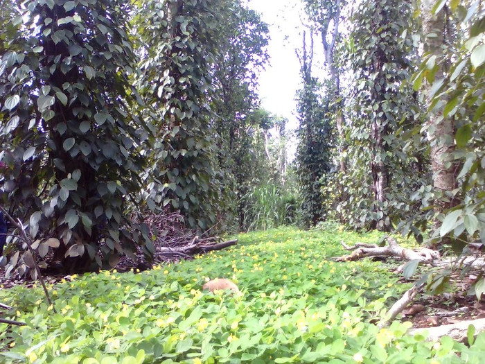 Màu xanh cây tiêu trên vùng đất Cùa. Ảnh L.Chung Màu xanh cây tiêu trên vùng đất Cùa. Ảnh L.Chung