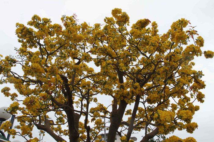 Để chăm sóc cây mai này theo dáng "đa đầu làng" không phải dễ. Theo anh Phong, anh mua cây mai này khoảng 20 năm trước. Trước khi anh sở hữu cây mai này thì chủ cũ chăm sóc qua 3 đời... Để chăm sóc cây mai này theo dáng "đa đầu làng" không phải dễ. Theo anh Phong, anh mua cây mai này khoảng 20 năm trước. Trước khi anh sở hữu cây mai này thì chủ cũ chăm sóc qua 3 đời...