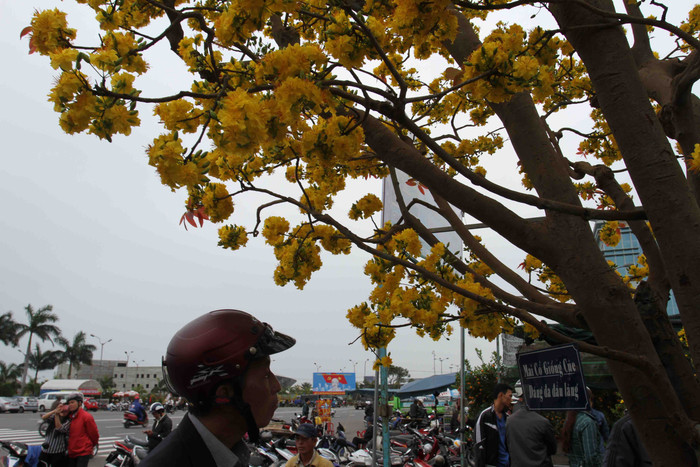 Vì giá cây mai quá "khủng", nhiều người chỉ đến để...ngắm. "Giá 2 tỷ thì chỉ có đại gia nào lắm tiền nhiều của mới mua được. Chứ chúng tôi dân bình thường thì chỉ ngắm thôi...", một người vừa ngắm cây mai, vừa nói. Vì giá cây mai quá "khủng", nhiều người chỉ đến để...ngắm. "Giá 2 tỷ thì chỉ có đại gia nào lắm tiền nhiều của mới mua được. Chứ chúng tôi dân bình thường thì chỉ ngắm thôi...", một người vừa ngắm cây mai, vừa nói.