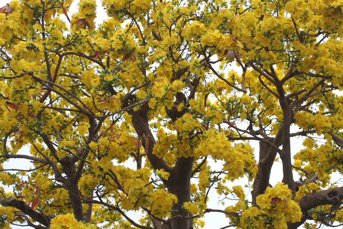 Là giống cúc nên hoa của cây mai cổ này rất đẹp, vàng rực cả cây... Là giống cúc nên hoa của cây mai cổ này rất đẹp, vàng rực cả cây...