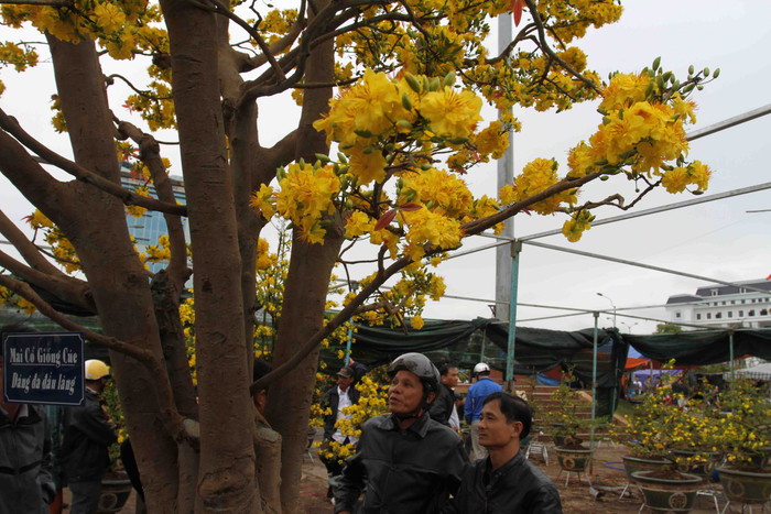Theo anh Phong, có lẽ đây là cây mai "khủng" nhất ở Việt Nam và không thể có cây thứ hai. Ở gốc cây mai cổ này mọc ra 5 nhánh lớn mang ý nghĩa là trực sinh, ngũ phúc... Theo anh Phong, có lẽ đây là cây mai "khủng" nhất ở Việt Nam và không thể có cây thứ hai. Ở gốc cây mai cổ này mọc ra 5 nhánh lớn mang ý nghĩa là trực sinh, ngũ phúc...