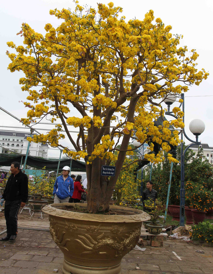 Cây mai cổ này được trưng bày trước Quảng trường 2 tháng 9. Chủ nhân của cây mai cổ này là anh Trương Hoài Phong (phường Yên Đổ, TP Pleiku, tỉnh Gia Lai) rao bán với giá 2 tỷ đồng. Cây mai cổ này được trưng bày trước Quảng trường 2 tháng 9. Chủ nhân của cây mai cổ này là anh Trương Hoài Phong (phường Yên Đổ, TP Pleiku, tỉnh Gia Lai) rao bán với giá 2 tỷ đồng.
