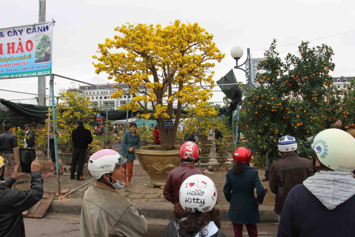 "Tôi đưa cây mai cổ này từ Gia Lai ra Đà Nẵng rất vất vả. Nếu bán không được giá như ý muốn thì tôi sẽ đưa về lại Gia Lai chăm sóc để Tết năm sau lại bán tiếp...", anh Phong cho hay. "Tôi đưa cây mai cổ này từ Gia Lai ra Đà Nẵng rất vất vả. Nếu bán không được giá như ý muốn thì tôi sẽ đưa về lại Gia Lai chăm sóc để Tết năm sau lại bán tiếp...", anh Phong cho hay.