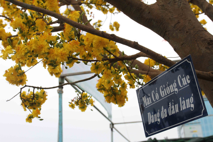 Để người dân và du khách biết cây mai này giống gì, anh Phong đã treo bảng giới thiệu đây là "Mai cổ giống cúc, dáng da đầu làng". Để người dân và du khách biết cây mai này giống gì, anh Phong đã treo bảng giới thiệu đây là "Mai cổ giống cúc, dáng da đầu làng".