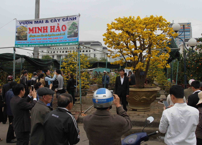 Hơn ba ngày nay, người dân và du khách thỏa thích chiêm ngưỡng cây mai cổ (được đánh giá khoảng 100 năm tuổi) giống cúc, dáng đa đầu làng, được bày bán ở chợ hoa Đà Nẵng (dọc tuyến đường 2-9, quận Hải Châu). Hơn ba ngày nay, người dân và du khách thỏa thích chiêm ngưỡng cây mai cổ (được đánh giá khoảng 100 năm tuổi) giống cúc, dáng đa đầu làng, được bày bán ở chợ hoa Đà Nẵng (dọc tuyến đường 2-9, quận Hải Châu).