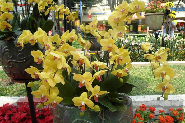 Chủng loại lan xuất hiện tại đường hoa năm nay cũng không phong phú. Chủng loại lan xuất hiện tại đường hoa năm nay cũng không phong phú.