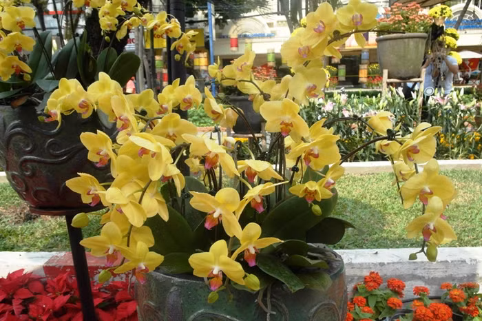 Chủng loại lan xuất hiện tại đường hoa năm nay cũng không phong phú.