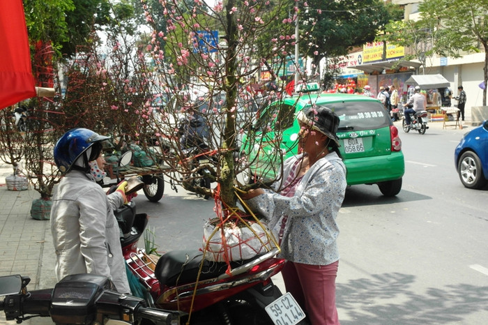 Đào năm nay cũng bị ế ẩm. Đào năm nay cũng bị ế ẩm.