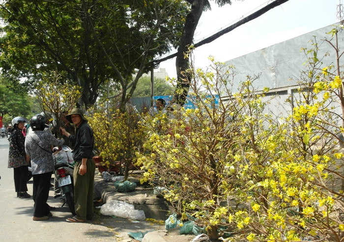 Tình hình cũng không khả quan cho những người bán mai trên đường Trần Quốc Hoàn (Tân Bình). Tình hình cũng không khả quan cho những người bán mai trên đường Trần Quốc Hoàn (Tân Bình).