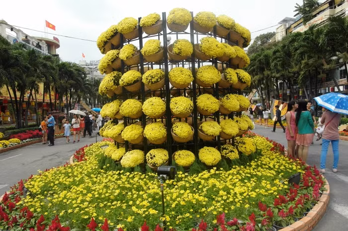 Hoa cúc mâm xôi là loài hoa có mặt nhiều nhất tại đường hoa năm nay.