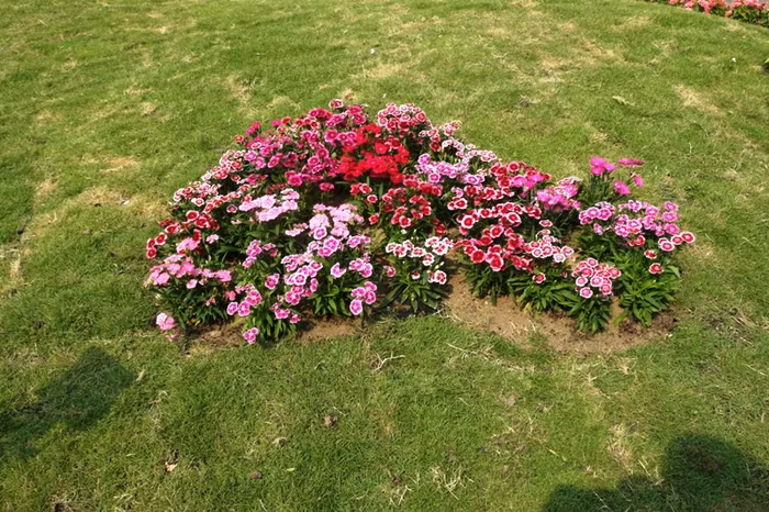 Tết năm nay, đường hoa Nguyễn Huệ cũng vừa tròn 10 năm tuổi. Hàng năm, đường hoa Nguỹên Huệ chỉ xuất hiện tại TP.HCM trong khoảng thời gian từ 27 tháng chạp đến mồng 10 tết. Đường hoa này đã trở thành nét văn hoá của người Sài Gòn.