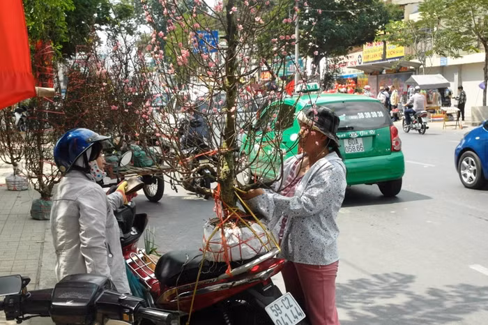 Đào năm nay cũng bị ế ẩm. Đào năm nay cũng bị ế ẩm.